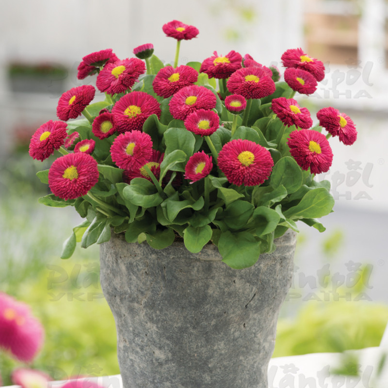Стокротки bellis perennis Bella Red (288 палета)