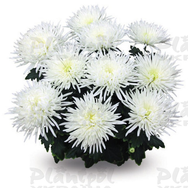 Хризантема великоквіткова горшкова Alaka White (Vitroflora)