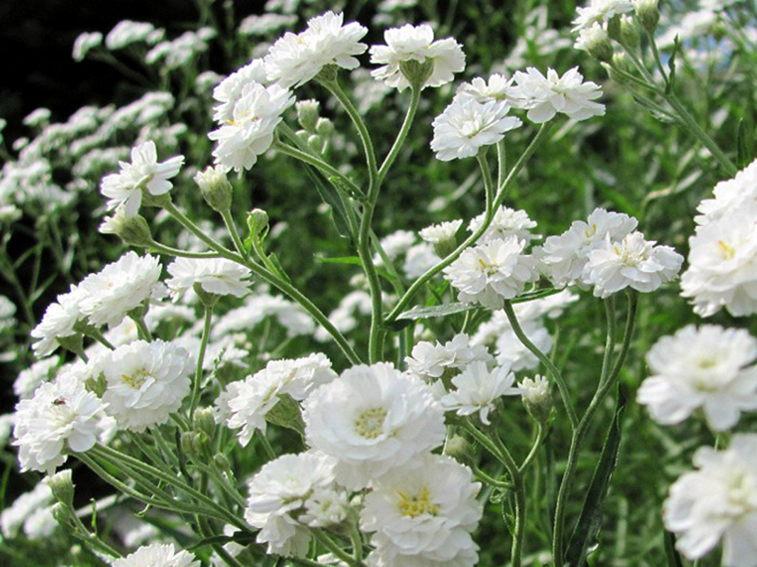 Гіпсофіла paniculata Snowflake (288 палета/Florensis)