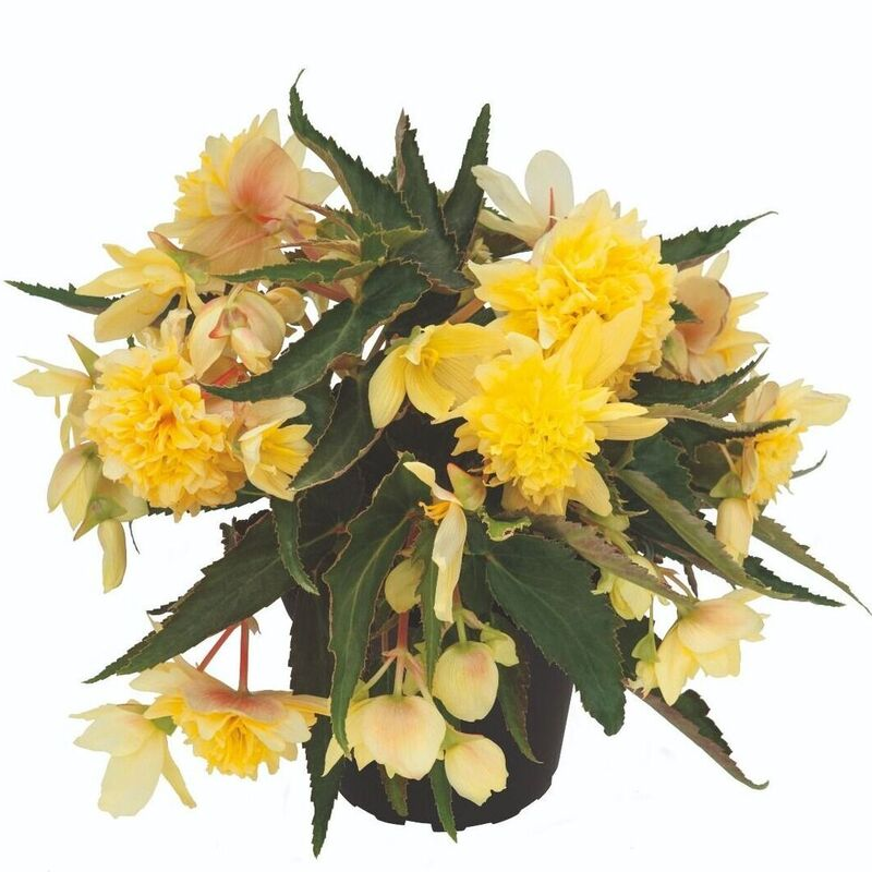 Бегонія Belleconia Citrus