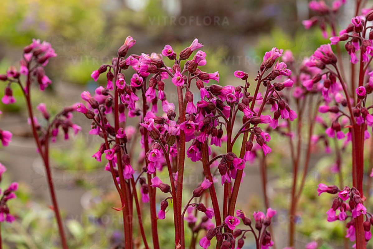 Бергенія Wintermarchen (Vitroflora)