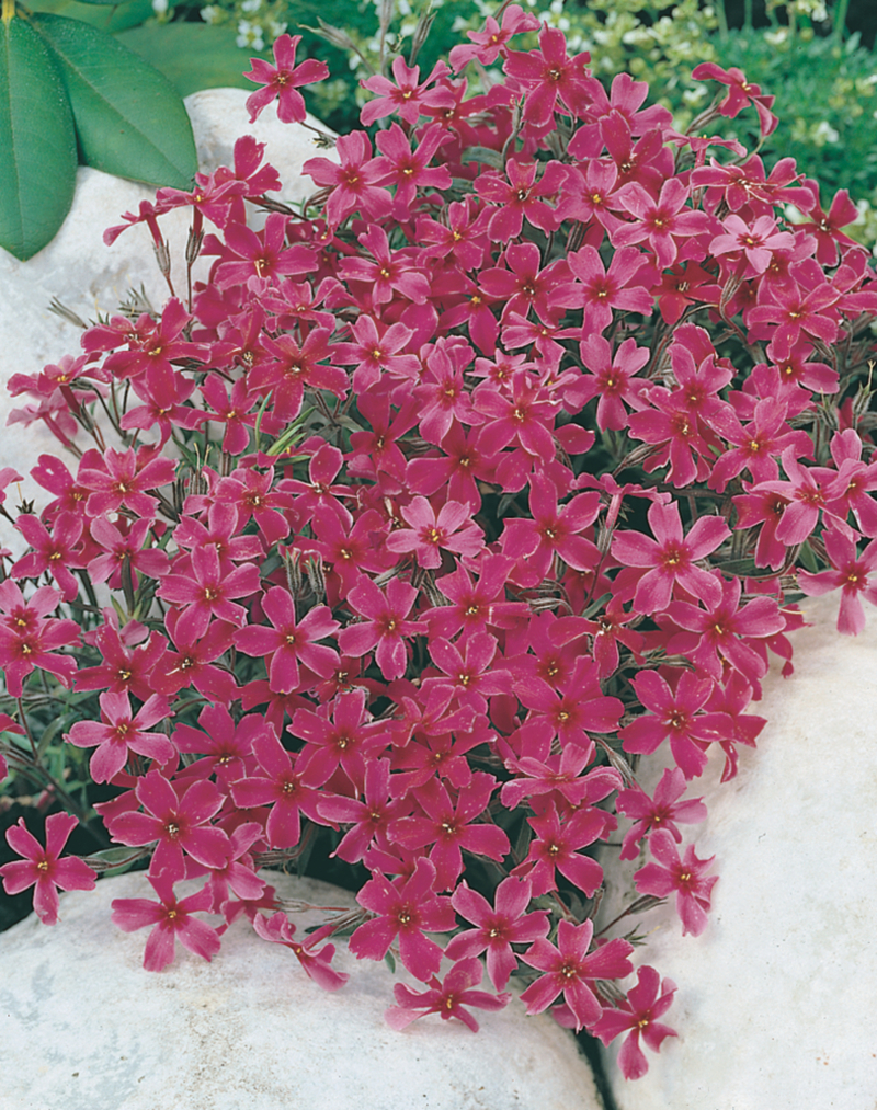 Флокс subulata Atropurpurea (Florensis)