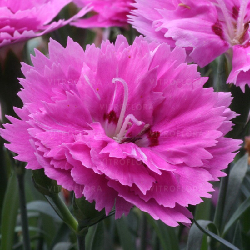 Гвоздика Diantica Orchid