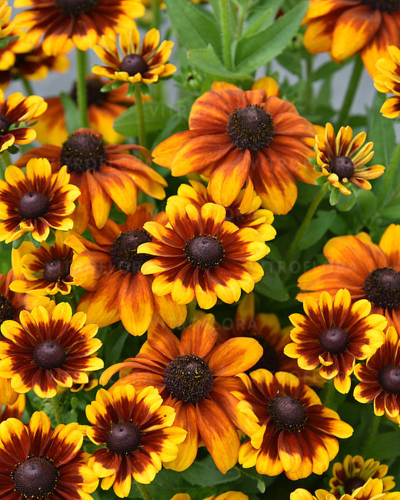 Рудбекія Littlebeckia™ Sunrise (Vitroflora)