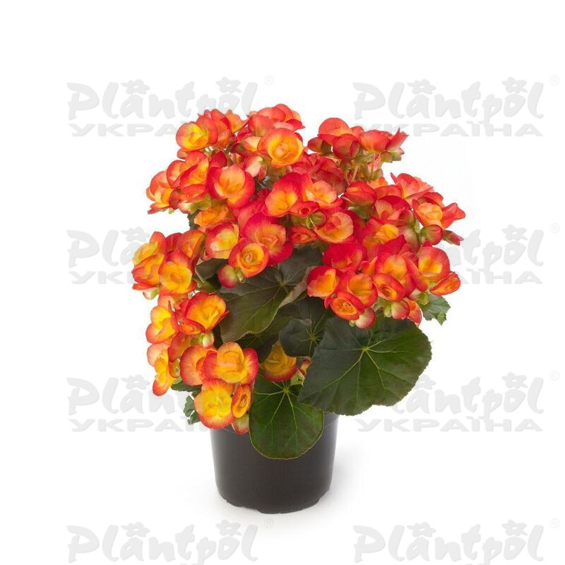 Бегонія Ilona Carneval