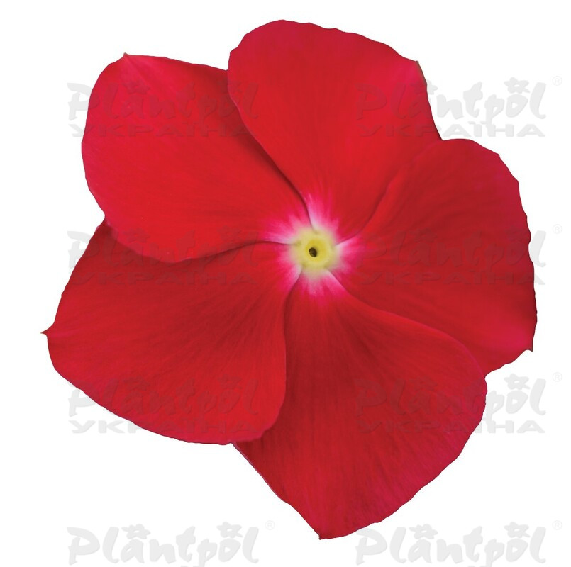 Катарантус roseus Titan-ium F1 Really Red (288 палета/Florensis)