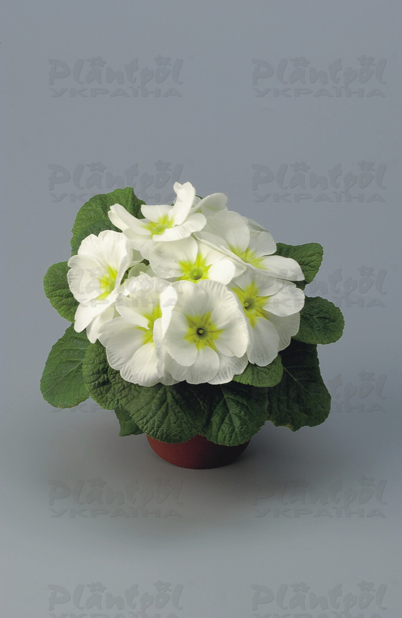 Примула vulgaris Unistar F1 White Green Eye