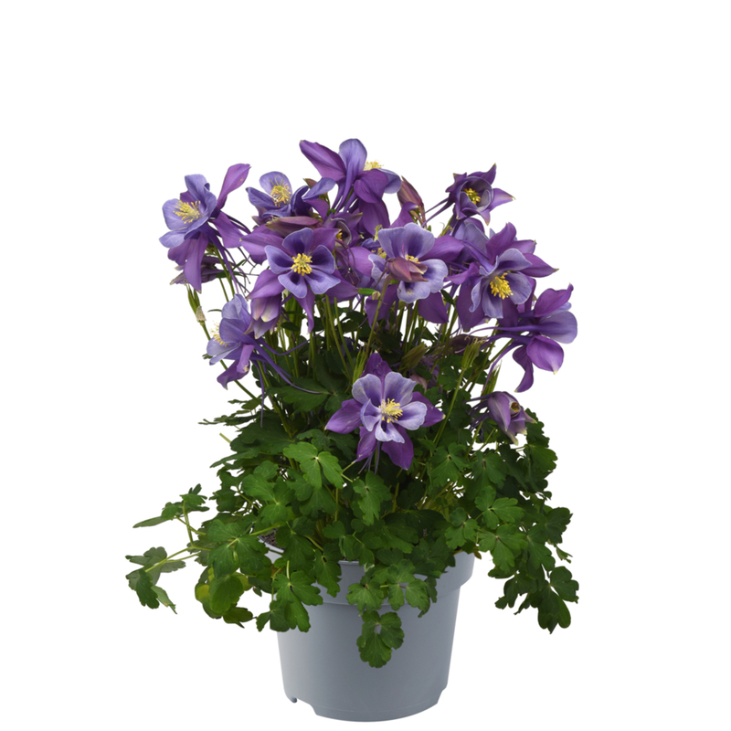 Аквілегія Earlybird Purple Blue (Florensis)