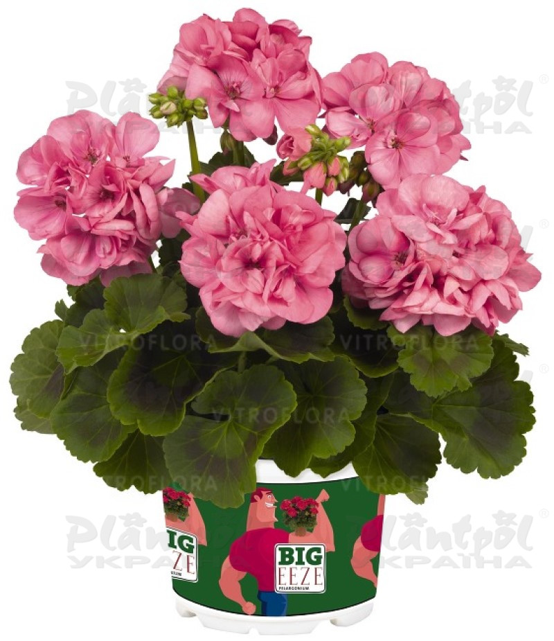 Пеларгонія зональна Big EEZE Pink