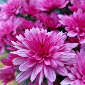 Фото 6