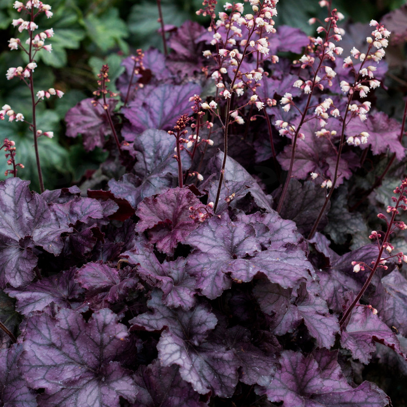 Гейхера Rex Purple (Vitoflora)