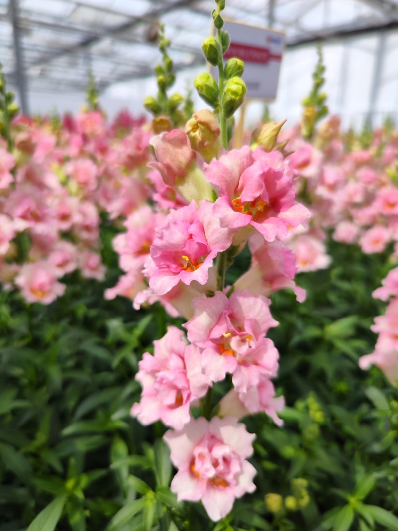 Антірінум majus DoubleShot Appleblossom (288 палета/Florensis)