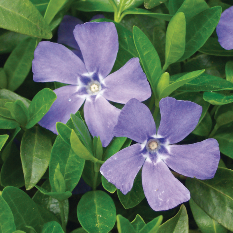 Барвінок (Vinca) major Deep Blue (128 палета/Florensis)