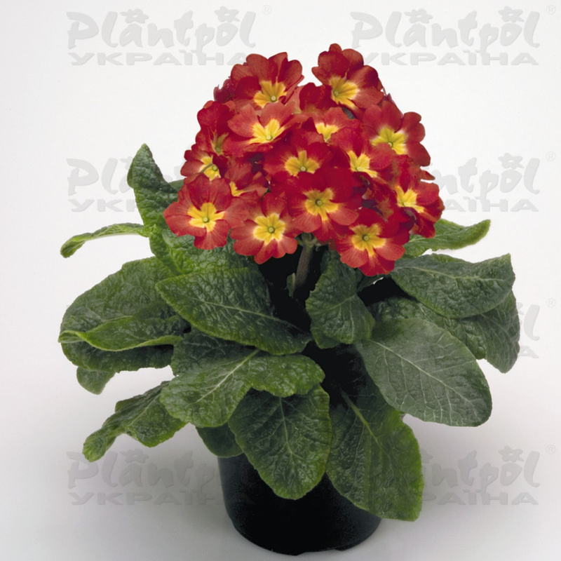 Примула elatior Crescendo F1 Red
