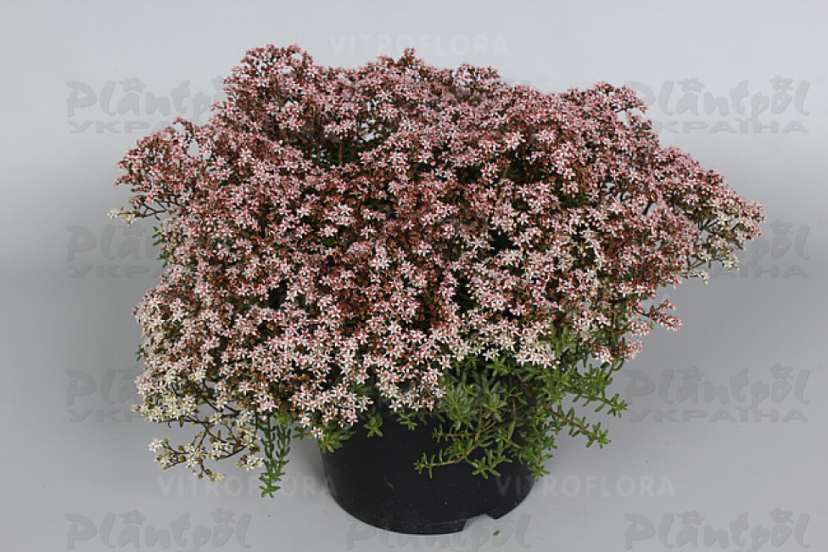 Седум ґрунтопокривний Coral Carpet (Vitroflora)