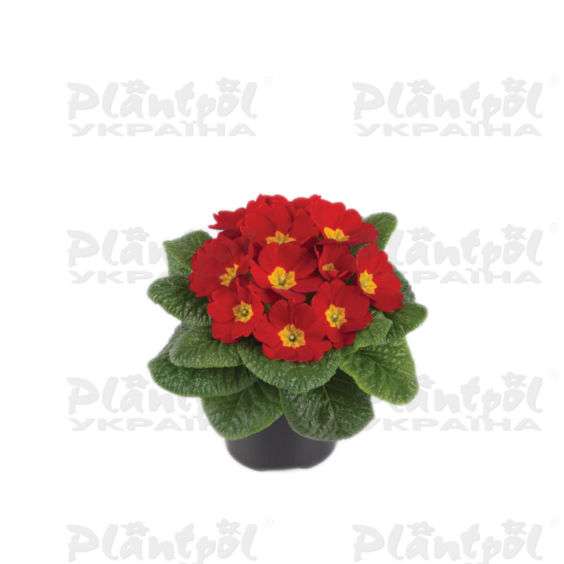 Примула vulgaris Salome® F1 Bright Red