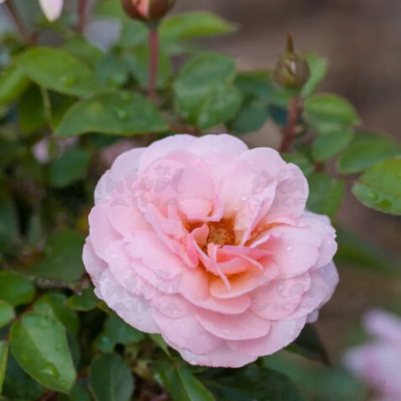 Фото 2