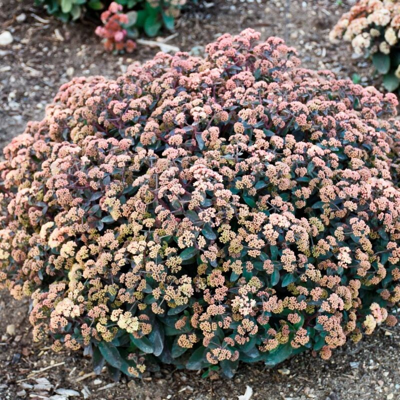 Седум Rock N Grow Tiramisu (Plantpol)