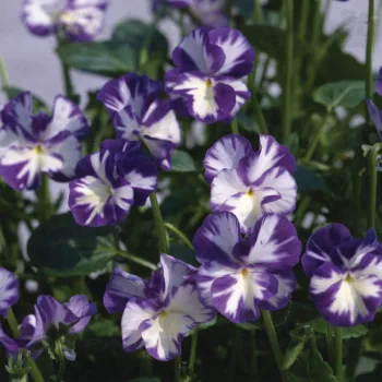 Фото 2