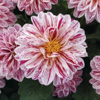Фото 2