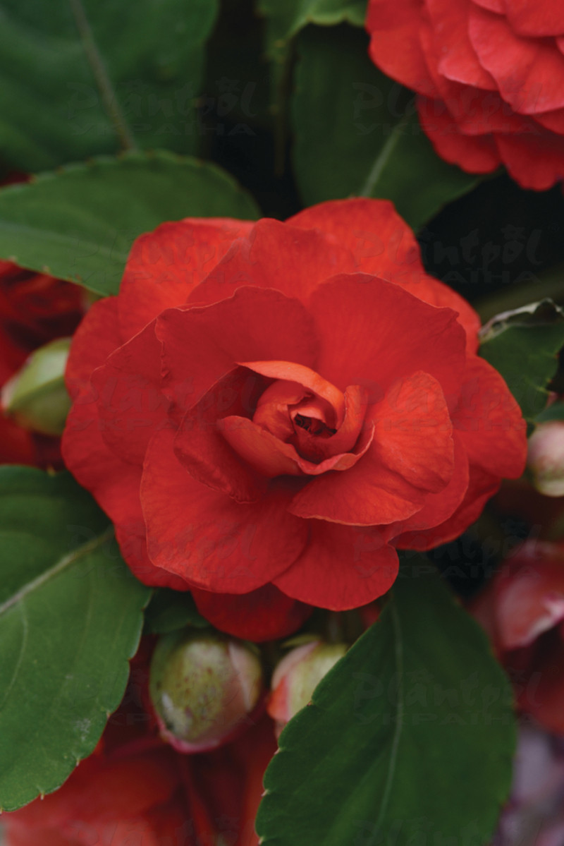 Імпатієнс walleriana Fiesta Bonita Cherry