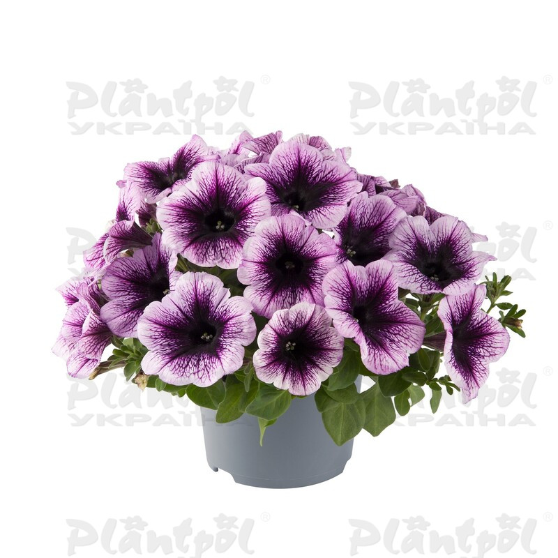 Петунія Go-Tunia Violet Vein