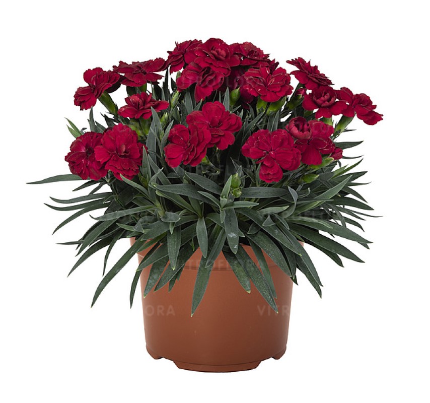 Гвоздика Peman Red