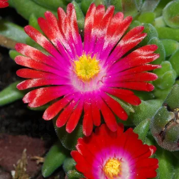 Фото 1