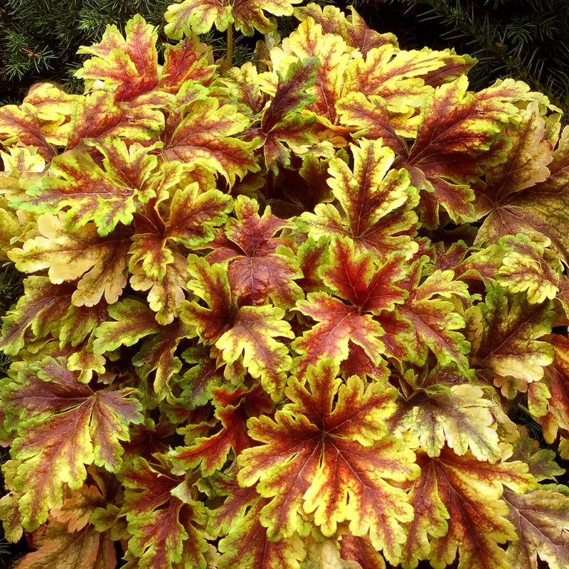 Фото 1