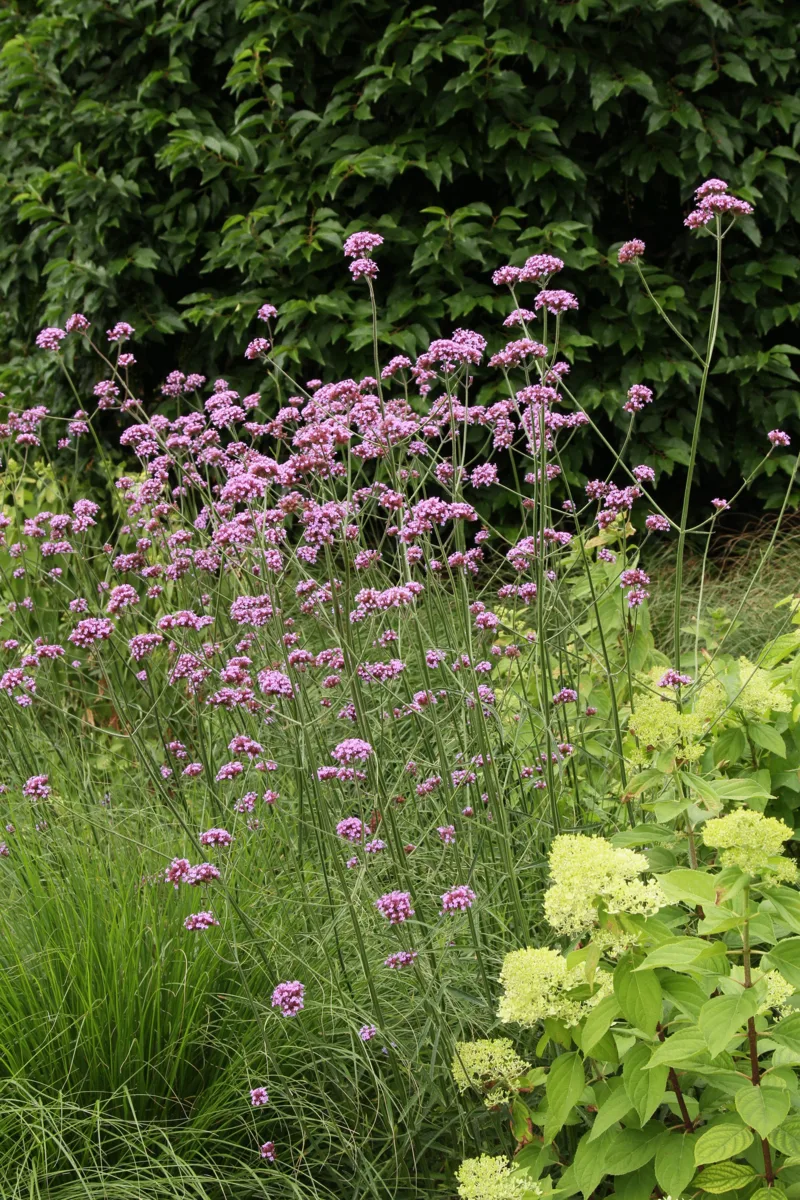 Вербена Bonariensis Purple Tower