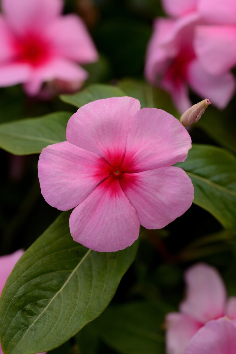 Катарантус roseus Titan-ium F1 Blush (288 палета/Florensis)
