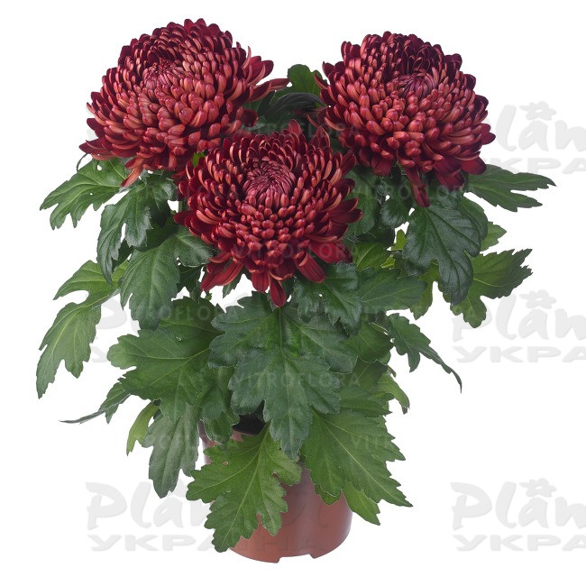 Хризантема великоквіткова горшкова Cosmo Bordeaux (Vitroflora)