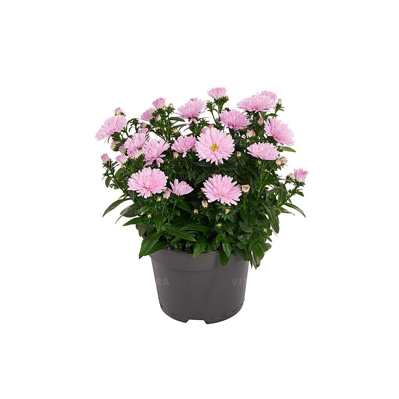 Айстра Showmakers Sweet Pink