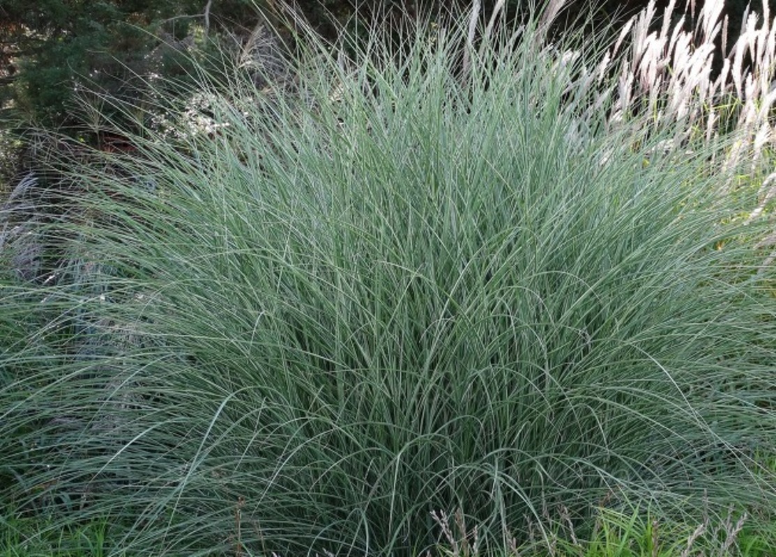 Міскантус sinensis Morning Light (Vitroflora)