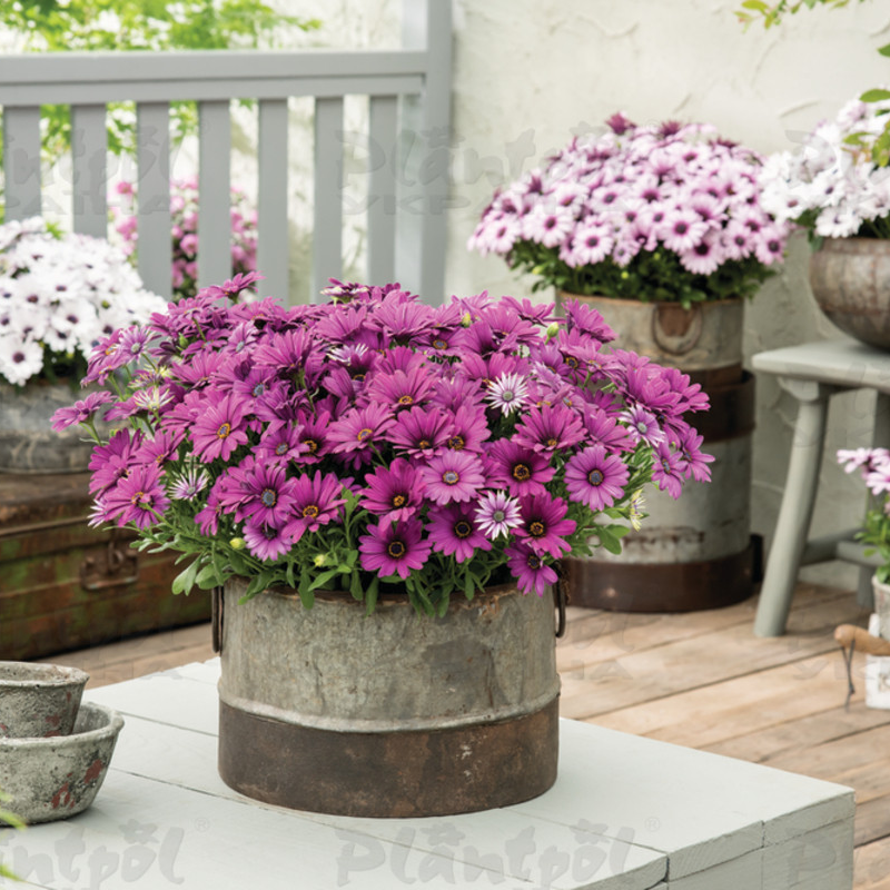 Остеоспермум Dalina Elena