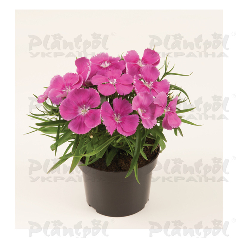 Гвоздика Coronet F1 Rose (288 палета/Florensis)