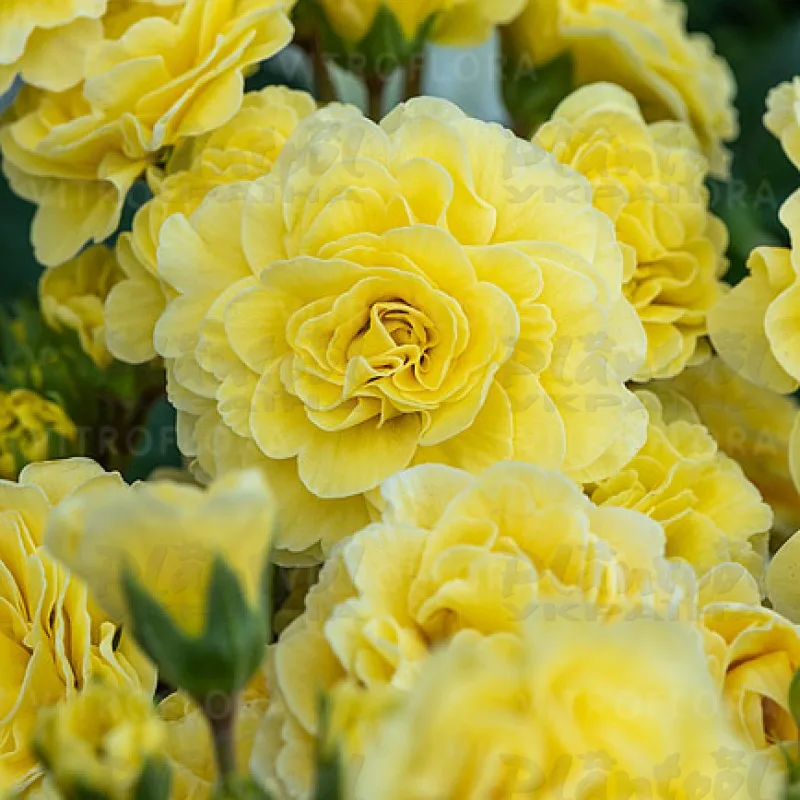 Фото 2