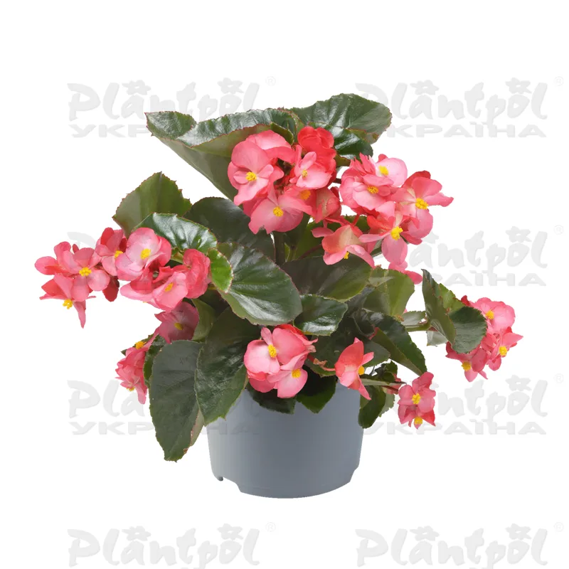 Бегонія Hybrida Megawatt Rose Green Leaf (84 палета/Florensis)