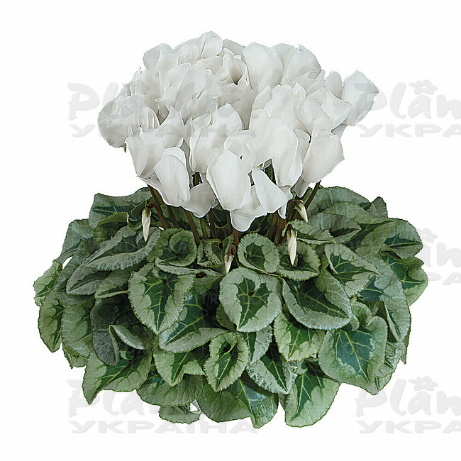 Цикламен Halios Decora Blanc