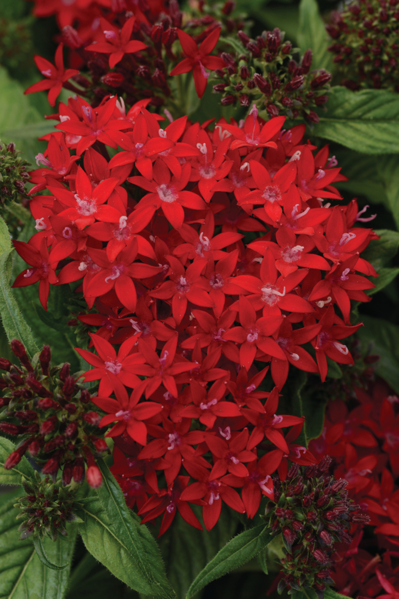 Пентас lanceolata Lucky Star Red Dark (180 палета/Florensis)