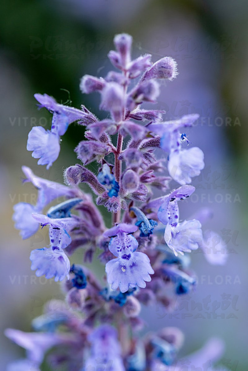 Непета Six Hills Giant (Vitroflora)