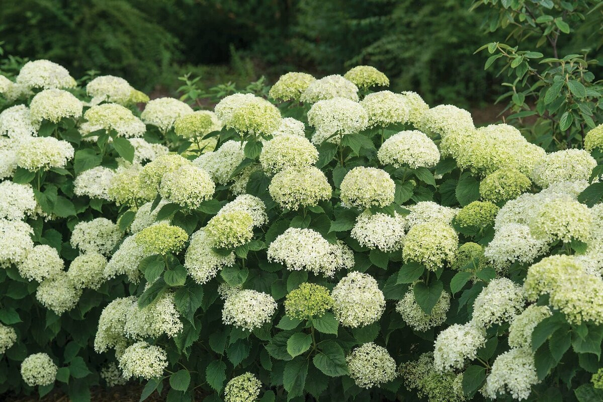 Гортензія Arborescens BellaRagazza Limetta (напівпродукт)