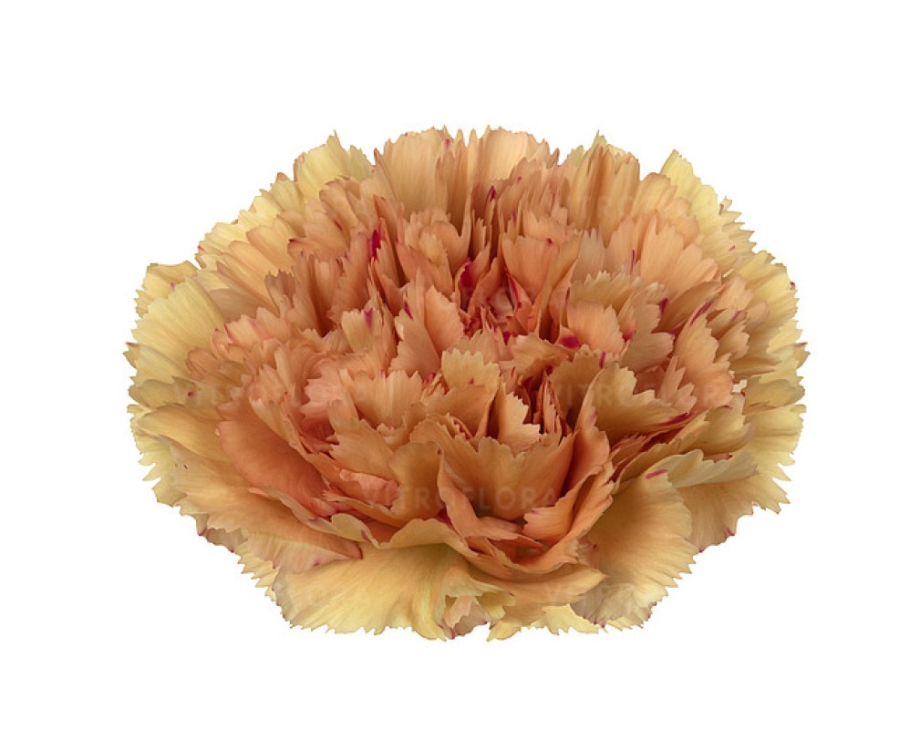 Гвоздика зрізна caryophyllus Dafne (Vitroflora)