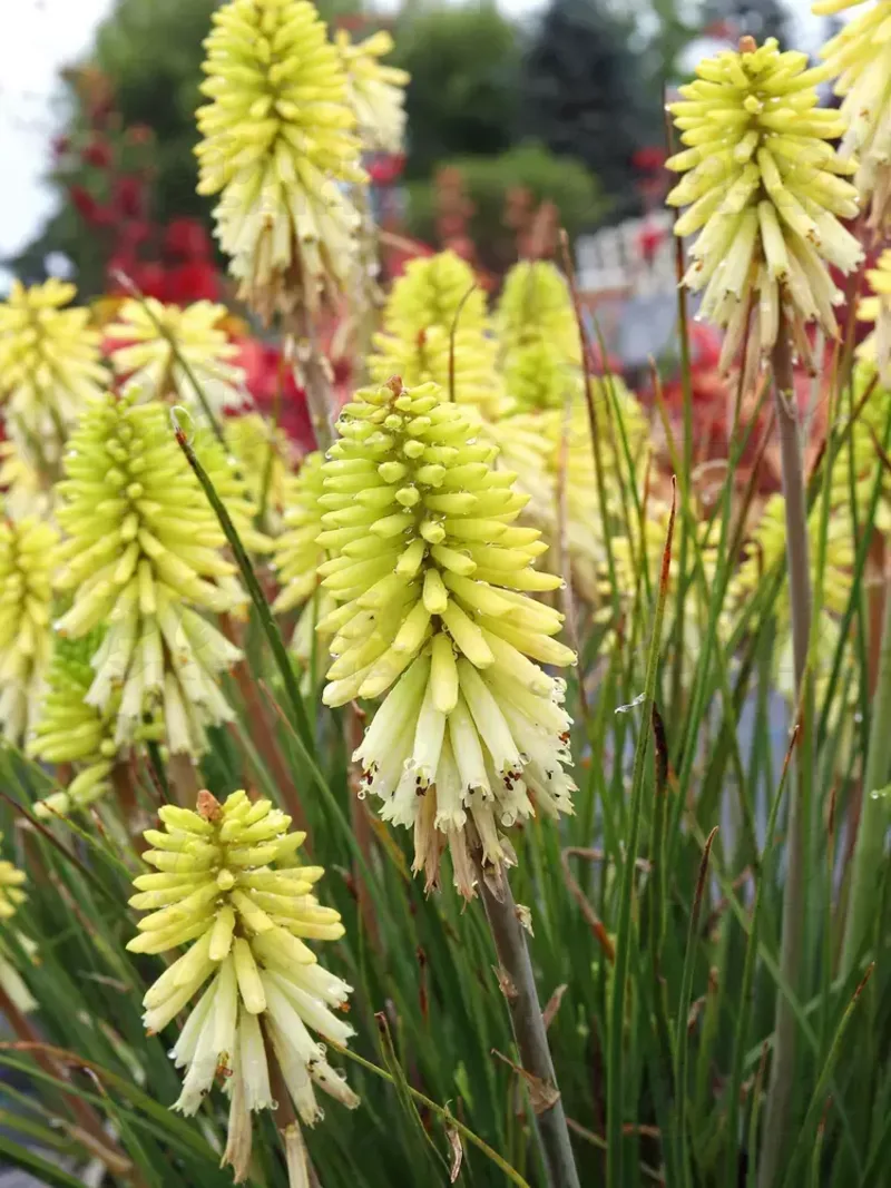 Кніфофія Poco Citron (Vitroflora)