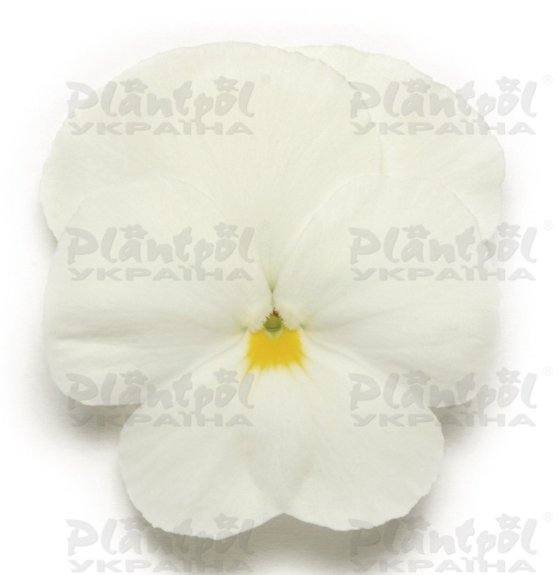 Віола wittrockiana Panola XP F1 White (288 палета/Florensis)