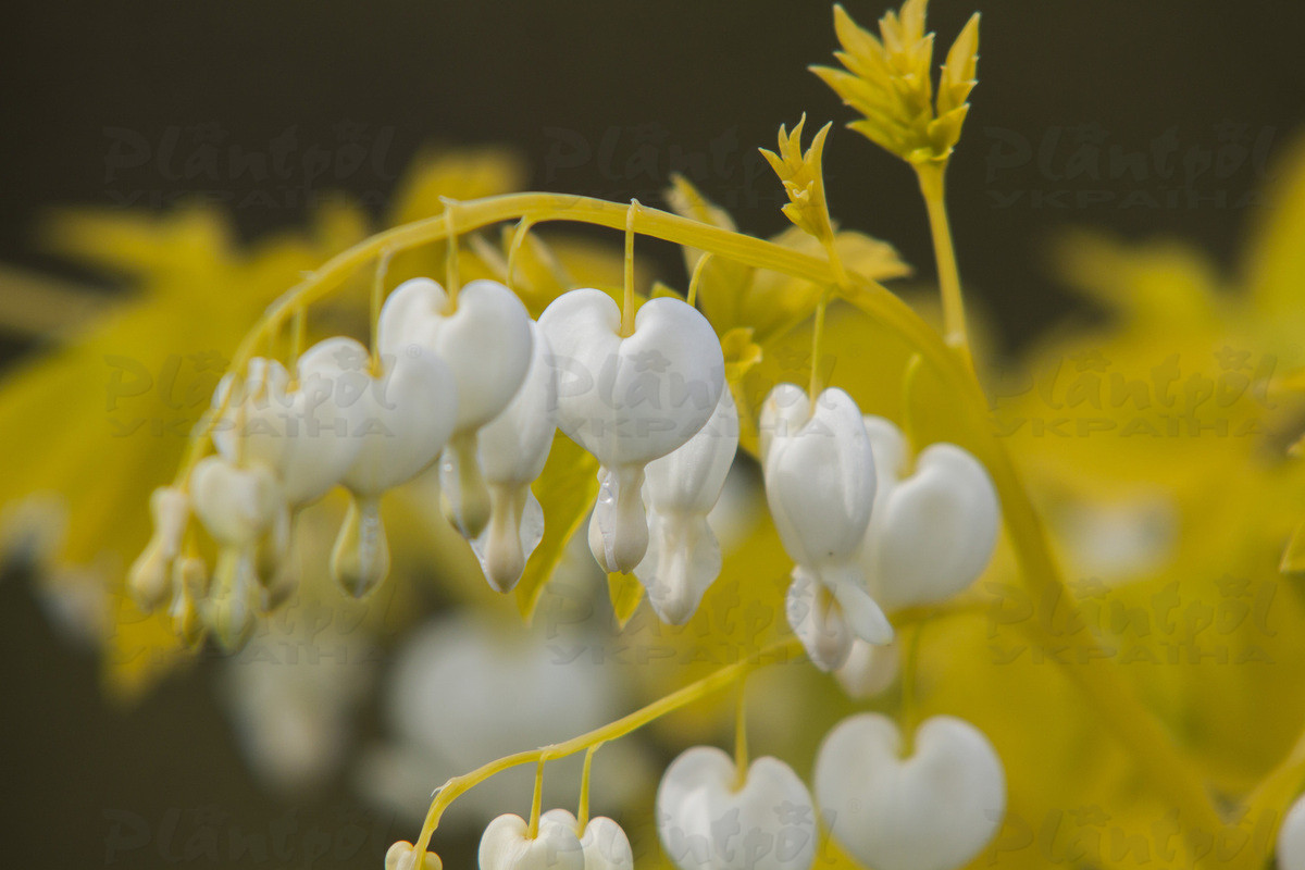 Діцентра White Gold (84 палета/Vitroflora)