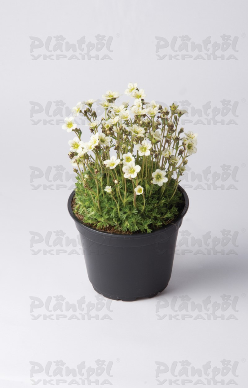 Саксіфрага Pixiе White (Florensis)