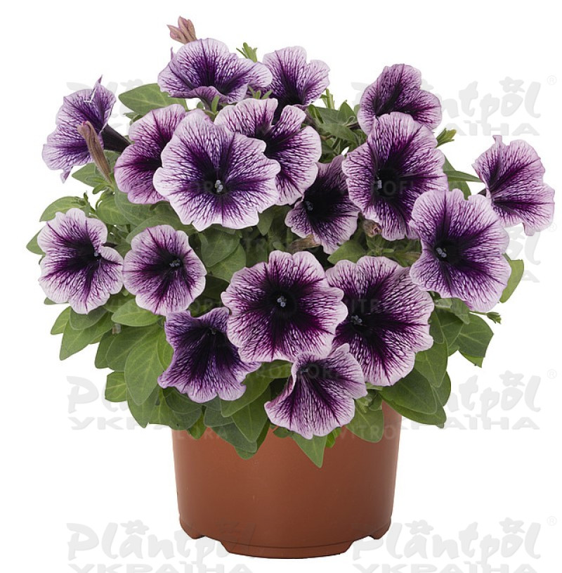 Петунія Sweetunia Blackberry Gem