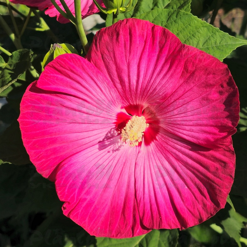 Гібіскус Toma Just Pink