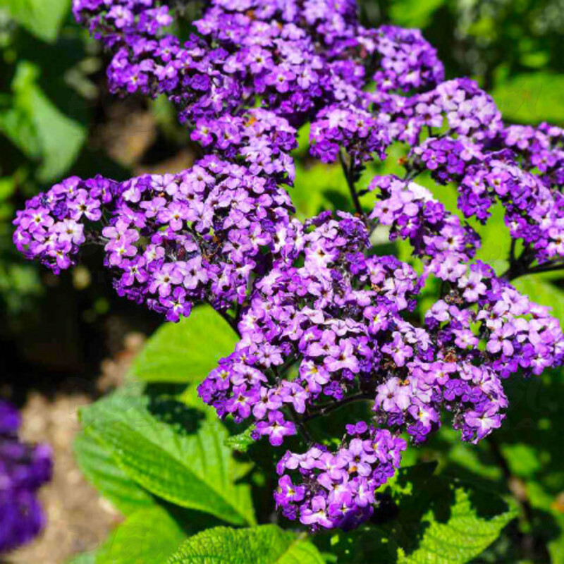 Геліотроп Scentropia